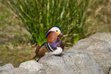 pato mandarín macho en el estanque  (Aix galericulata)