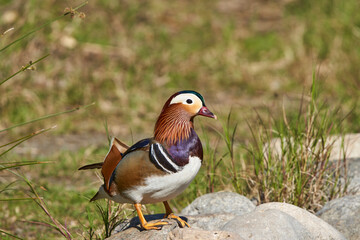 pato mandarín macho en el estanque  (Aix galericulata)