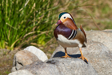 pato mandar&iacute;n macho en el estanque  (Aix galericulata)