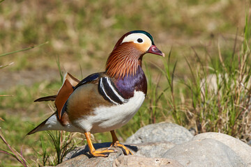 pato mandarín macho en el estanque  (Aix galericulata)