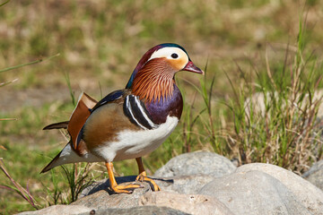 pato mandarín macho en el estanque  (Aix galericulata)