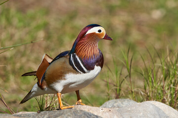 pato mandarín macho en el estanque  (Aix galericulata)