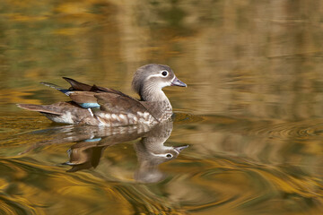pato mandarín hembra en el estanque  (Aix galericulata)
