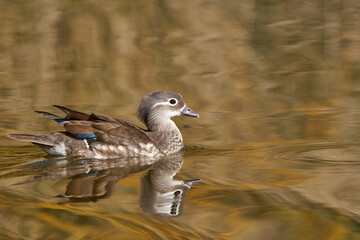 pato mandarín hembra en el estanque  (Aix galericulata)