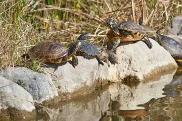 tortugas galápagos en las piedras del estanque