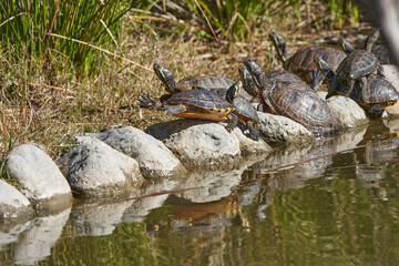 tortugas y galápagos en el estanque