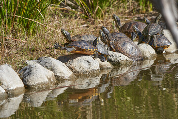 Naklejka na ściany i meble tortugas galápagos en las piedras del estanque