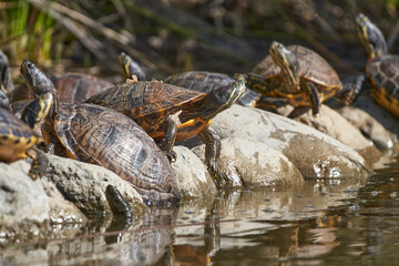 tortugas galápagos en las piedras del estanque