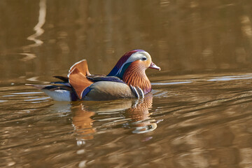 pato mandarín macho en el estanque  (Aix galericulata)