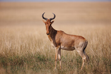 Topi Antelope in open savannah in Masai Mara shot in September 2023