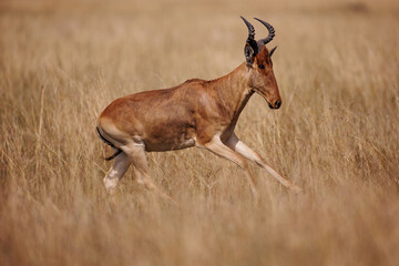 Naklejka premium Topi Antelope in open savannah in Masai Mara shot in September 2023