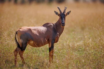 Topi Antelope in open savannah in Masai Mara shot in September 2023