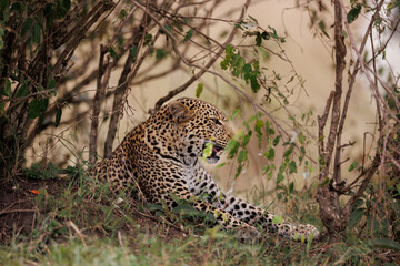 A photo of a leopard resting in Masai Mara Kenya