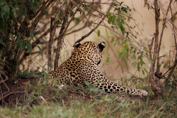 A photo of a leopard resting in Masai Mara Kenya