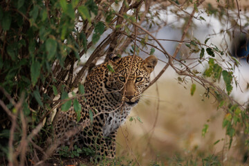 A photo of a leopard resting in Masai Mara Kenya