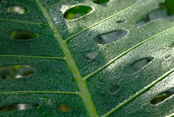 Fototapeta na wymiar 水滴のついた瑞々しいモンステラの葉のクローズアップ