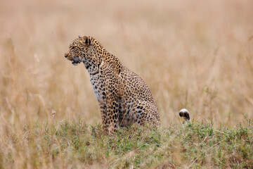 A photo of a leopard walking in open grassland in Masai Mara Kenya