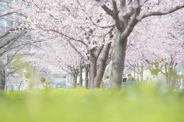 満開の桜並木