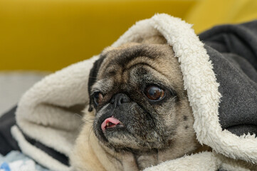 the pug is cold. pug lying covered on the sofa 1