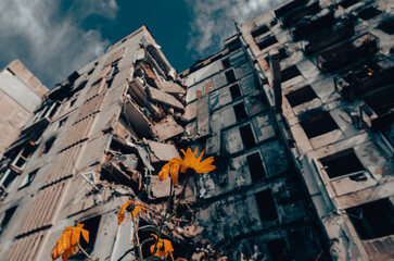 yellow flowers against the background of a destroyed house and a blue sky