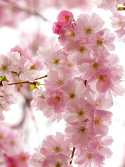 nature background with pink white petals