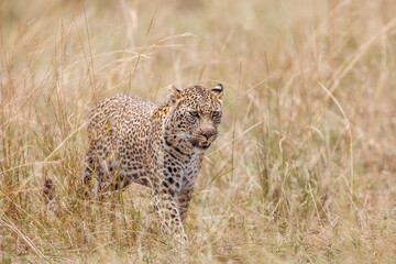 A photo of a leopard walking in open grassland in Masai Mara Kenya