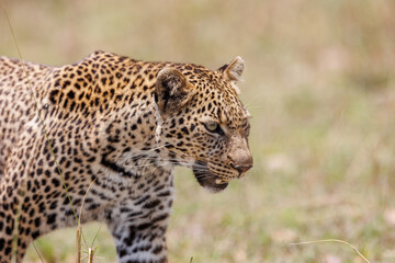 A photo of a leopard walking in open grassland in Masai Mara Kenya