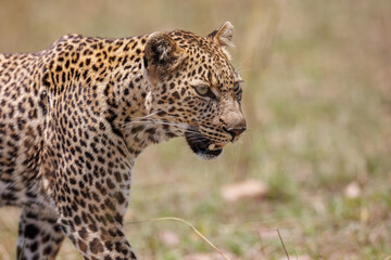A photo of a leopard walking in open grassland in Masai Mara Kenya