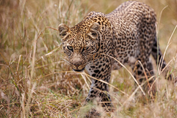A photo of a leopard walking in open grassland in Masai Mara Kenya