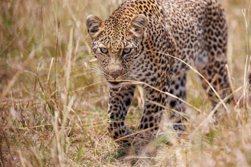 A photo of a leopard walking in open grassland in Masai Mara Kenya