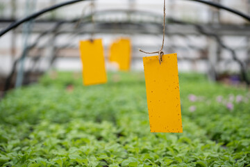 Fungus gnats stuck on yellow sticky trap selective focus. Non-toxic flypaper for Sciaridae insect pests in industry greenhouse. Eco plant pest control in glasshouse - obrazy, fototapety, plakaty