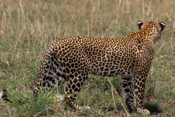 A photo of a leopard walking in open grassland in Masai Mara Kenya