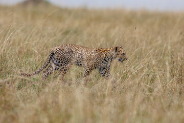 A photo of a leopard walking in open grassland in Masai Mara Kenya