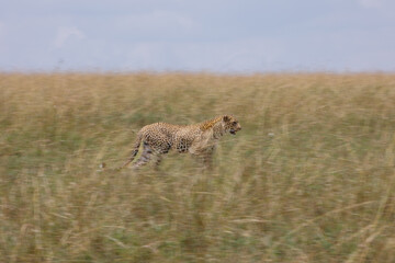 A motion blur photo of a leopard walking in open grassland in Masai Mara Kenya