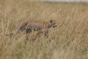 A photo of a leopard walking in open grassland in Masai Mara Kenya