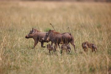 Family of Warthogs in Masai Mara, Kenya – September 2023
