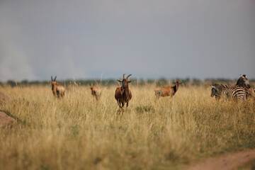 Topi Antelope Standing in Open Savannah Grasslands of Masai Mara, Kenya – September 2023