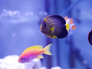 キンチャクダイ