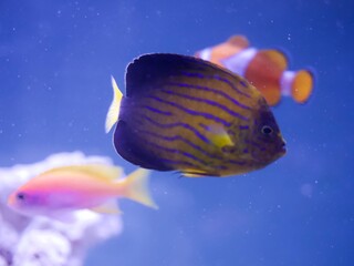 キンチャクダイ