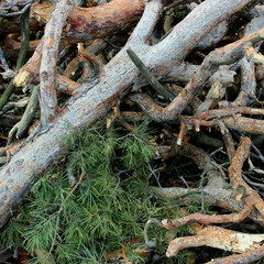 Green spruce paws and cuttings of branches after harvesting pine trees