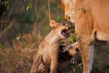 Lion Cub Play Fighting with Lionesses in Masai Mara, Kenya - September 2023. A playful lion cub is seen engaged in a mock fight with adult lionesses, as part of essential survival lessons in the wild.