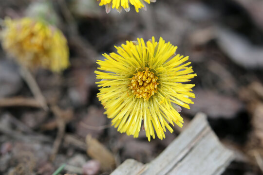 Coltsfoot (Latin Tussilago Fanfare, Finnish leskenlehti) flowers in a closeup color image. Photographed in Finland during early spring around April. Yellow springtime flowers.