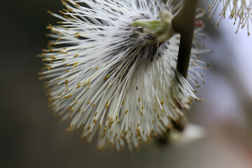 Willow tree bud during the pollen season. Pollen is a common cause of allergy with symptoms during springtime. Closeup color image with soft background.