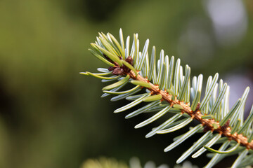 Closeup of a spruce tree branch (FIN: kuusen oksa) photographed in Finland. Beauty of evergreen nature. Coniferous tree that symbolizes Christmas and holiday season. Color image, green background.