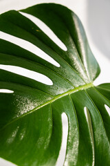 Green monstera leaves on a white background