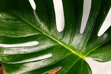 Green monstera leaves on a white background
