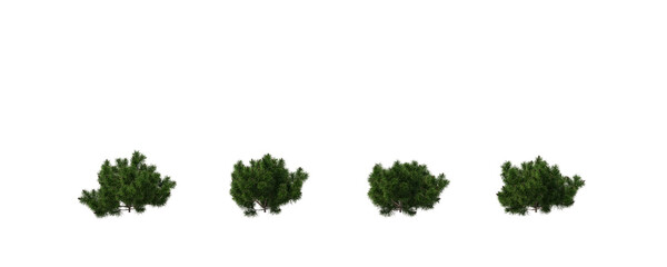Pinus mugo, wilding conifer, bushes, shrubs, evergreen, small tree, bush, tree, big tree, light for daylight, easy to use, 3d render, isolated