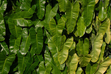 philodendron background and texture.