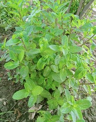 Peppermint  is a hybrid species of mint, a cross between watermint and spearmint.Indigenous to Europe and the Middle East,  the plant is now widely spread and cultivated in many region