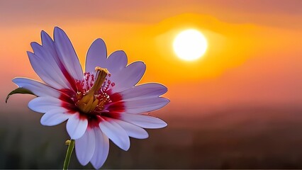 lotus flower in sunset